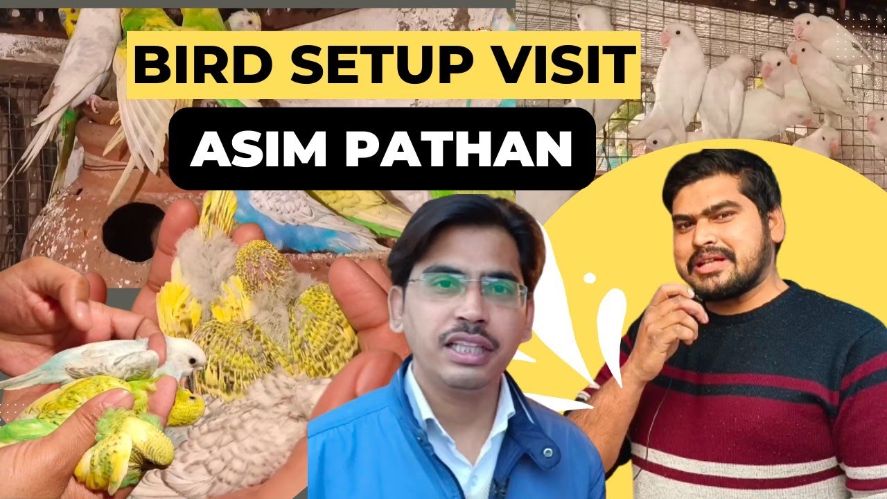 Bird Setup Visit Mr. Asim Pathan | खोले कुछ नए राज़ | @aligarhbudgiesandfinches
