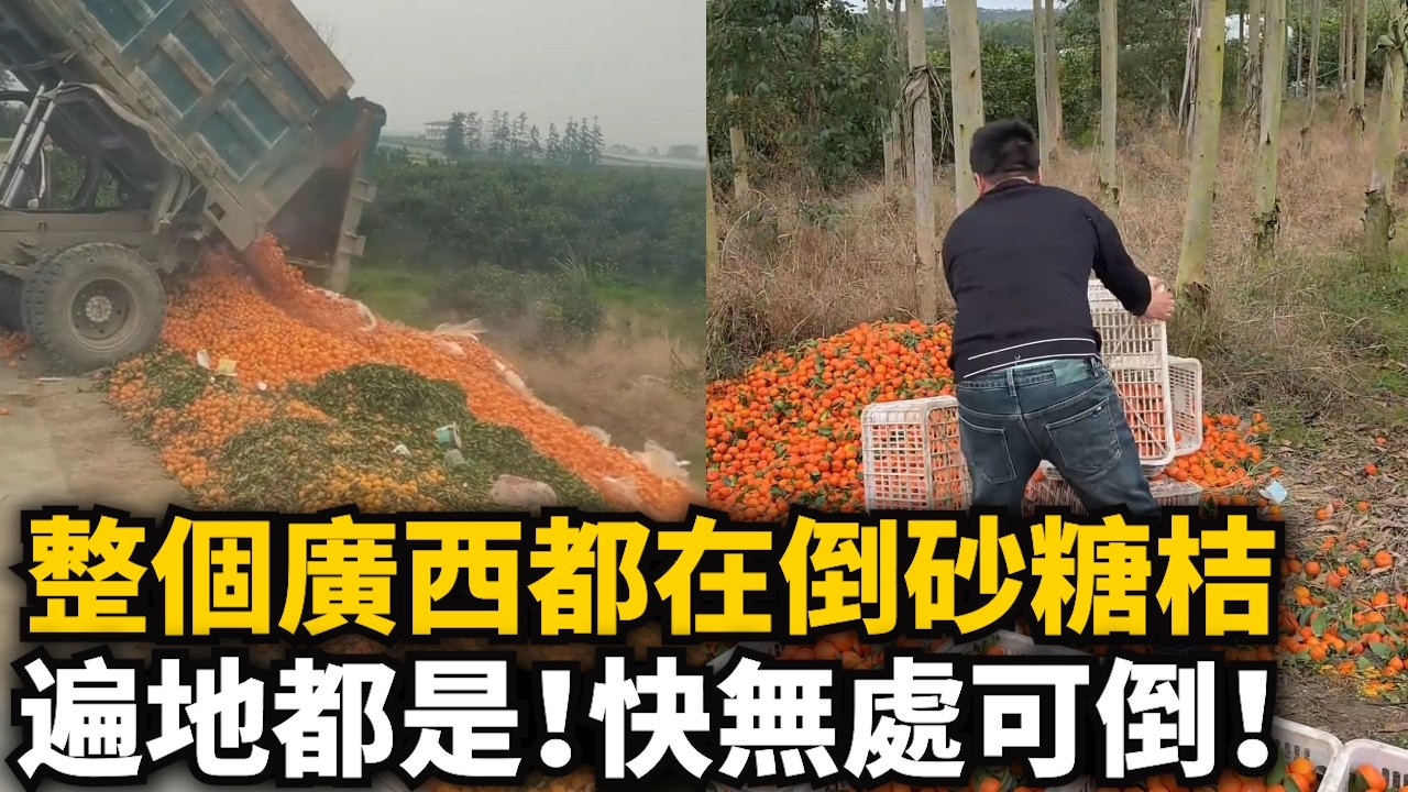 廣西果農走向絕境！整個廣西都在傾倒砂糖桔！遍地都是！快無處可倒！甘蔗滯銷壹毛壹斤！推土機直接夷爲平地！多地免費砍甘蔗！彻底熄火！比廢品都便宜！
