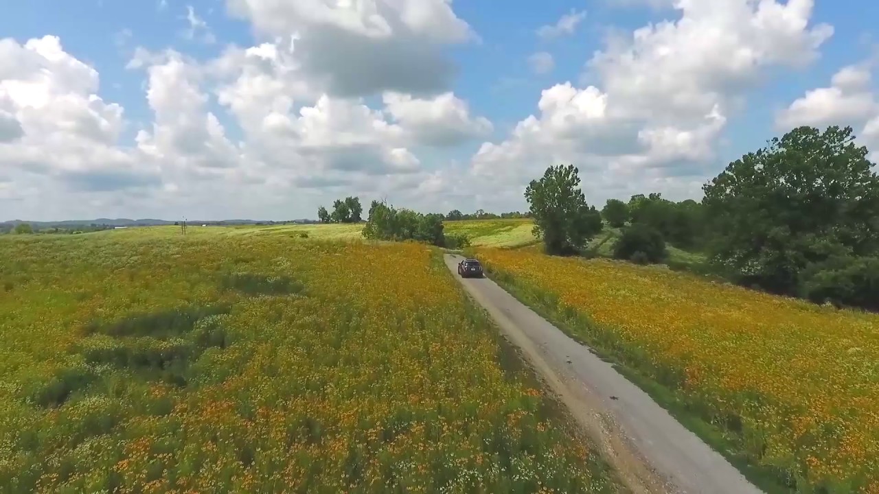 The Drive: Searching for wildflowers