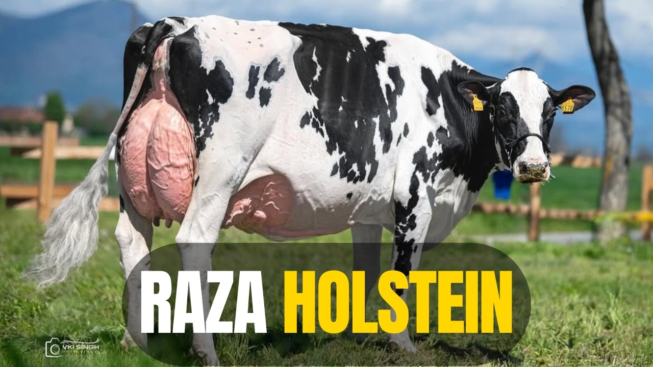 Por qué la raza HOLSTEIN domina la producción de leche