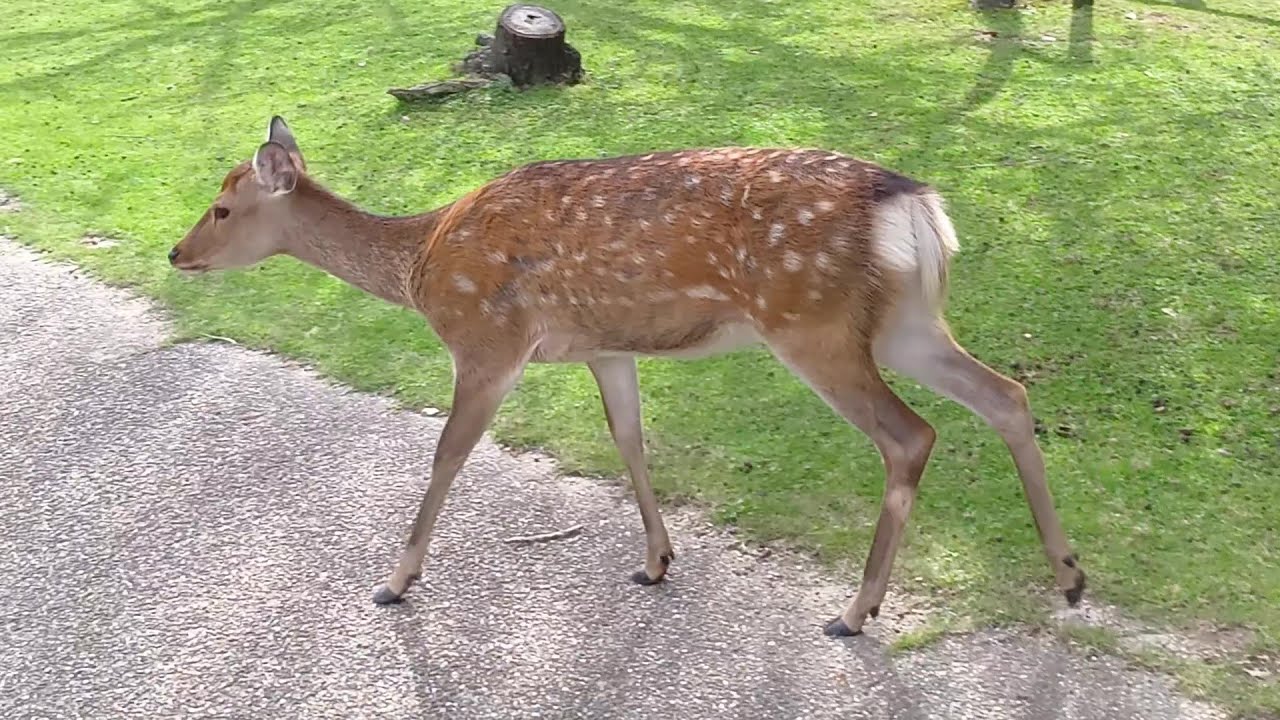 奈良公園の鹿さん  #149 Deer of Nara Park