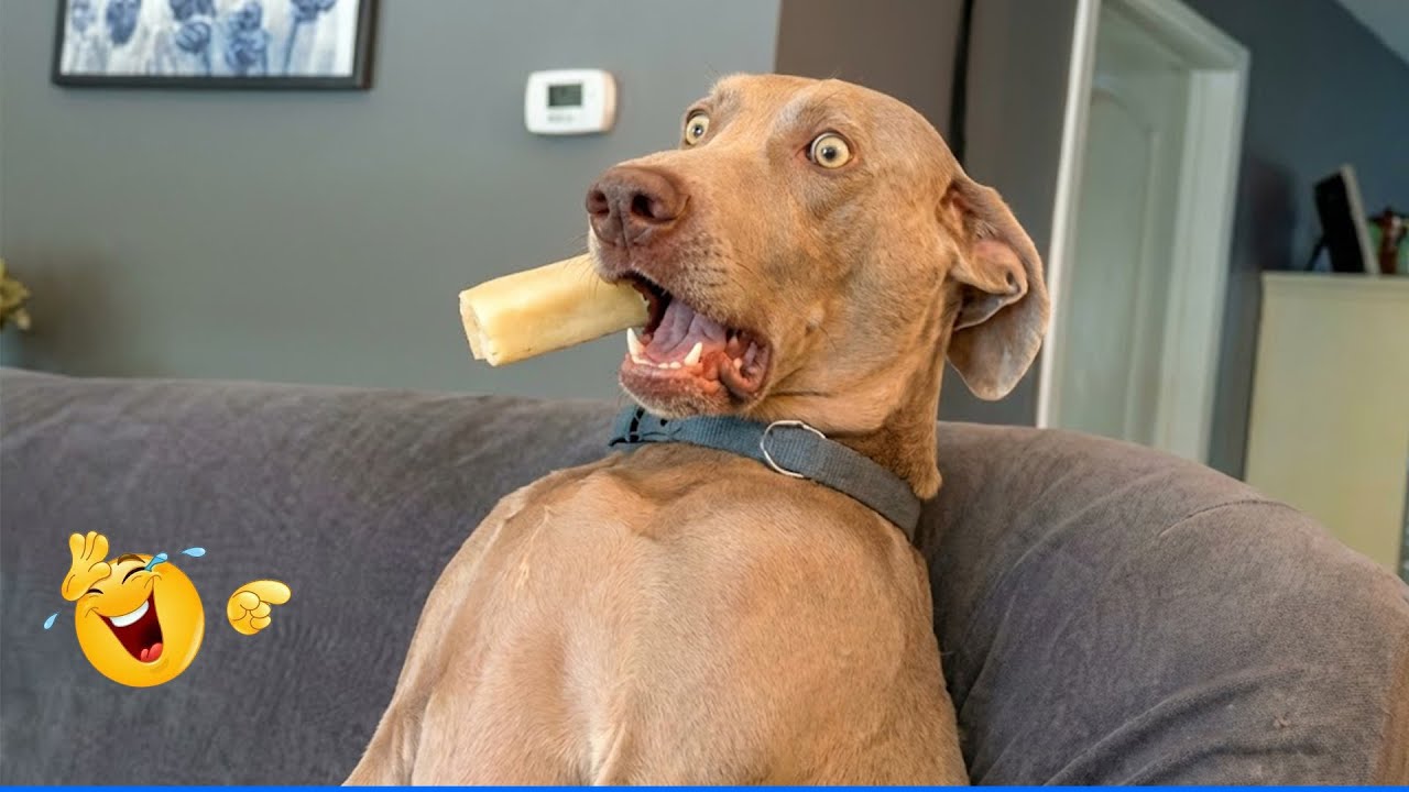 Smarty Funny Animal Video Clips 😹🐶 The Funniest Cat & Dog Moments Compilation 😁