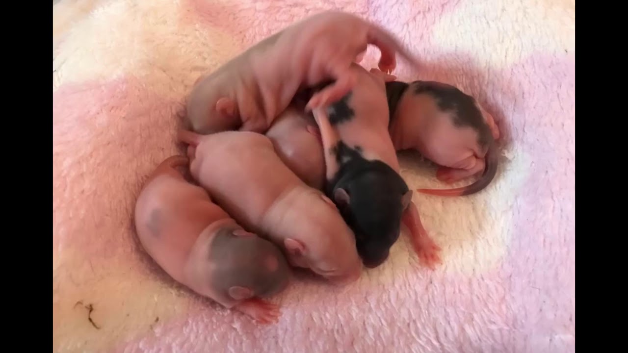 Baby rats got adopted!| baby rats in their forever homes