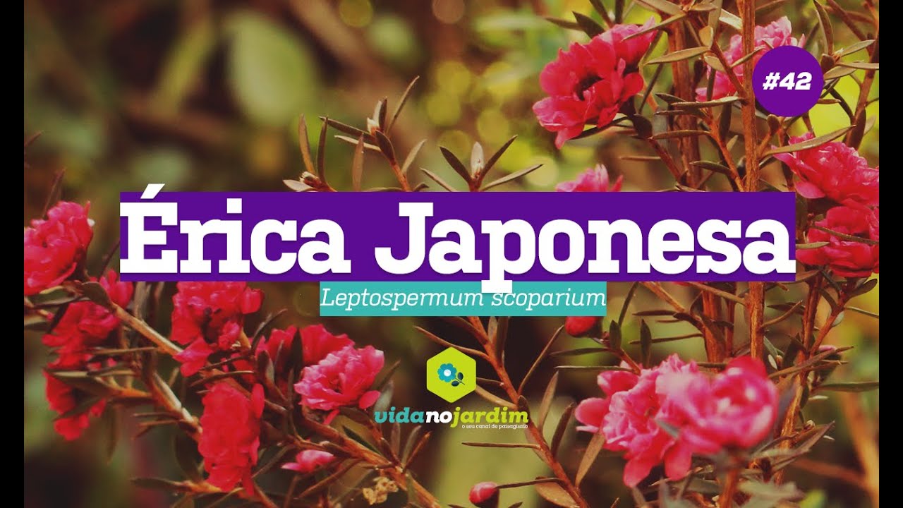 Érica japonesa #42 - Dicas rápidas