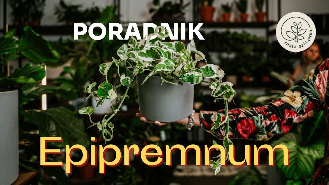 EPIPREMNUM - jak dbać o te szybko rosnące pnącza? Stanowisko, podlewanie, uprawa