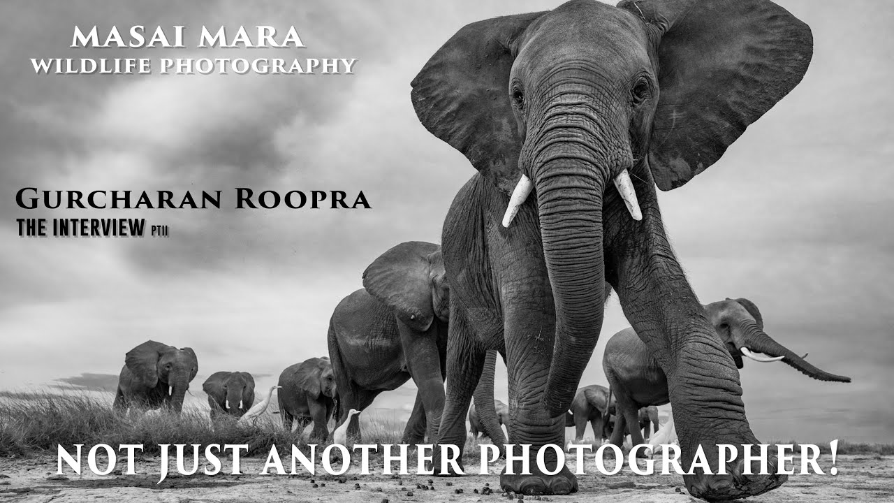 Wildlife Photographer in Kenya | Incredible images - PART II