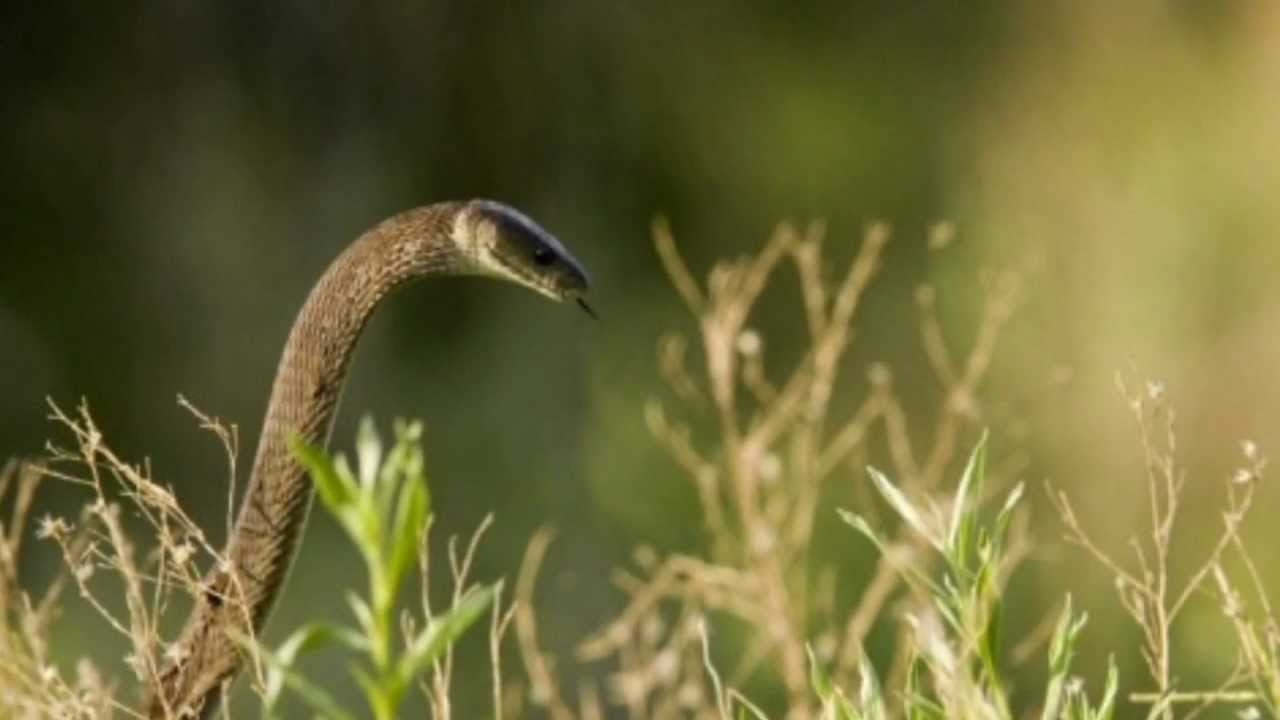 A Snake Lies In The Grass - The Garden (Michael McLean)