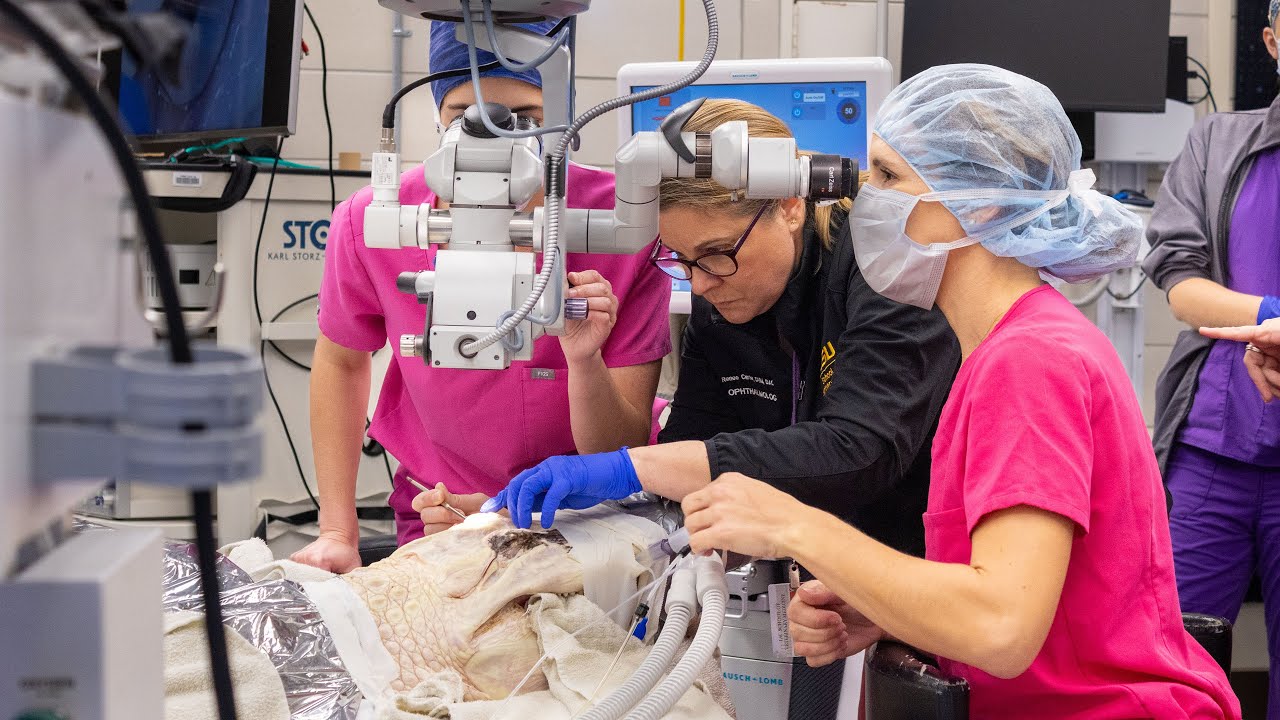 Through Victor's Eyes: The road to recovering Victor the Gator's sight.