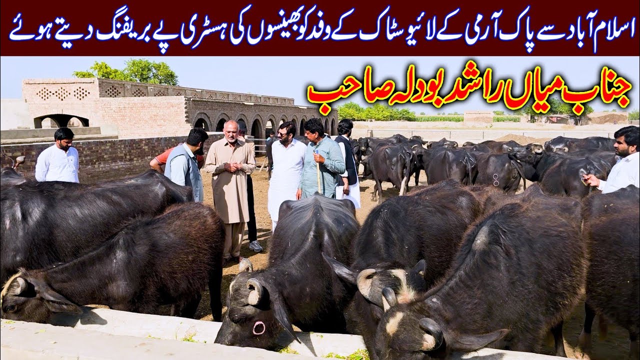 Mian Rashid Bodla buffaloes breeding farm | buffalo farming | buffalo breeding farm | buffalo dairy