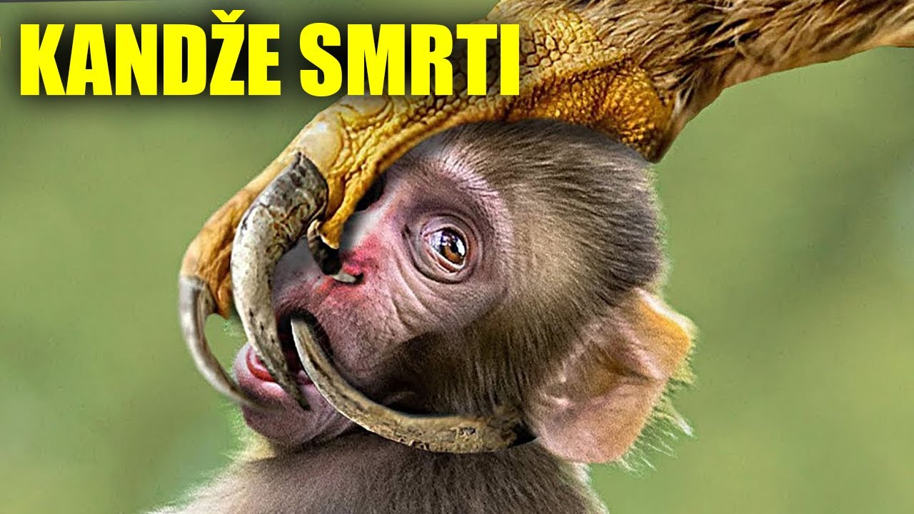 Čak Se i Orlovi Pla&scaron;e Ove Smrtonosne Ptice
