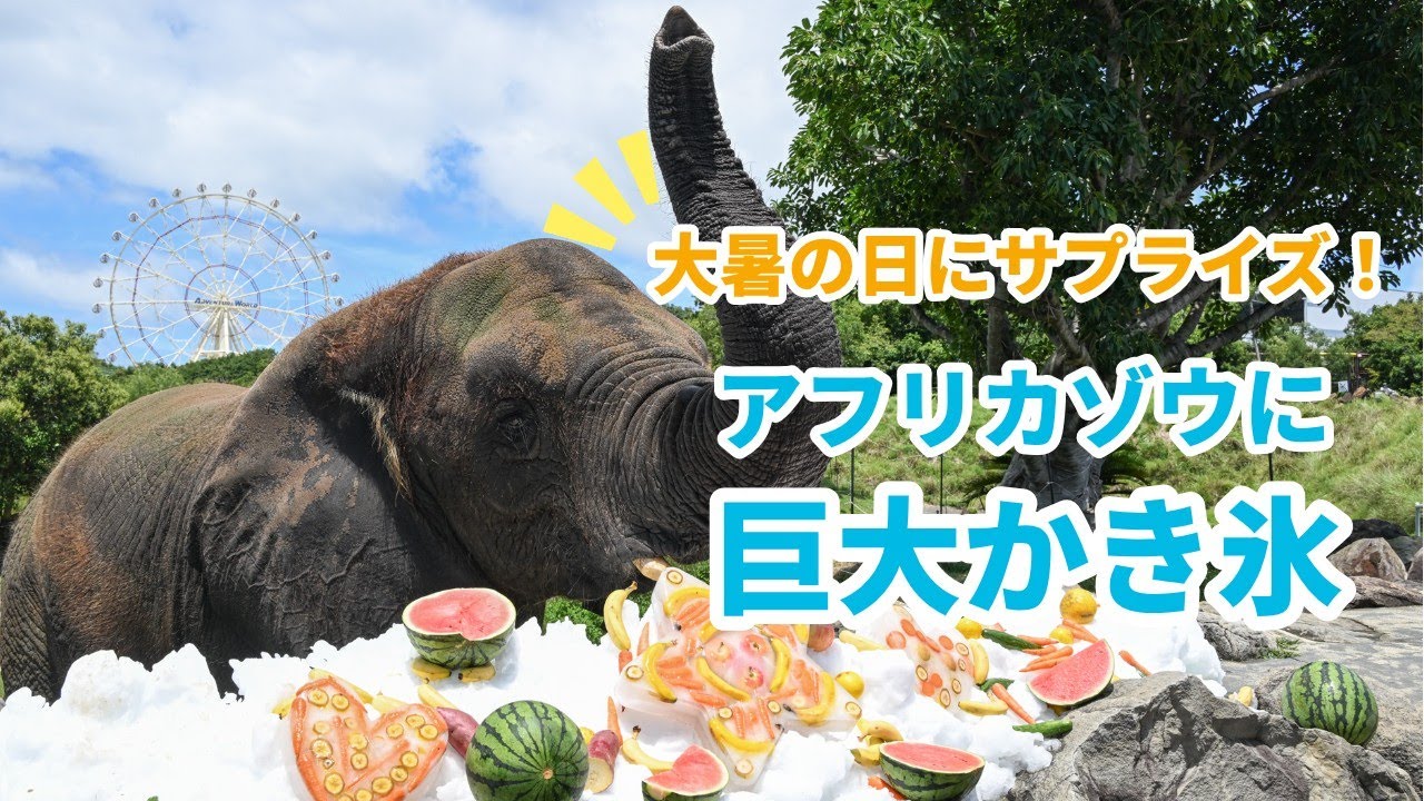 大暑の日、ゾウたちにひんやりサプライズ！