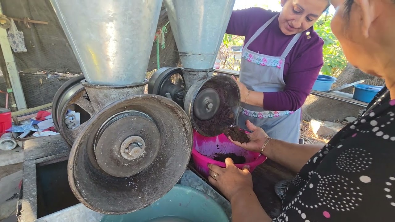 Se llegó la hora de ir al molino  😆🤭   decadas  de no ir aún molino 🤭