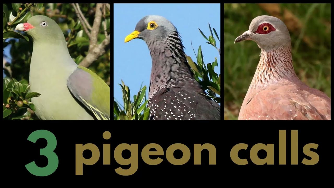 3 PIGEON CALLS from southern Africa - African Olive, African Green and Speckled Pigeon
