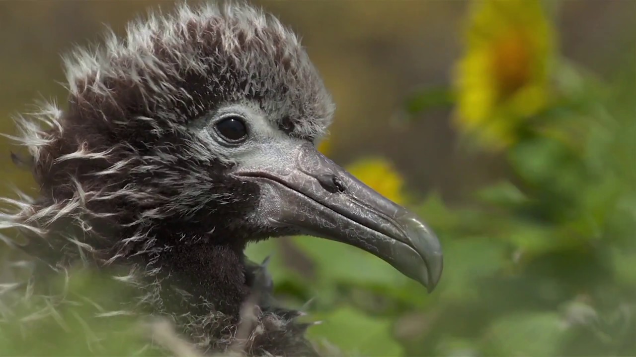 Albatross film trailer