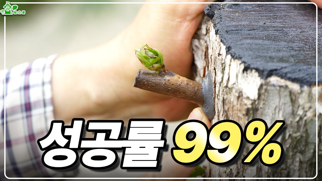 성공률 99% 증명했습니다 ㅣ드릴접 ㅣ 자르지 말고 접목하세요