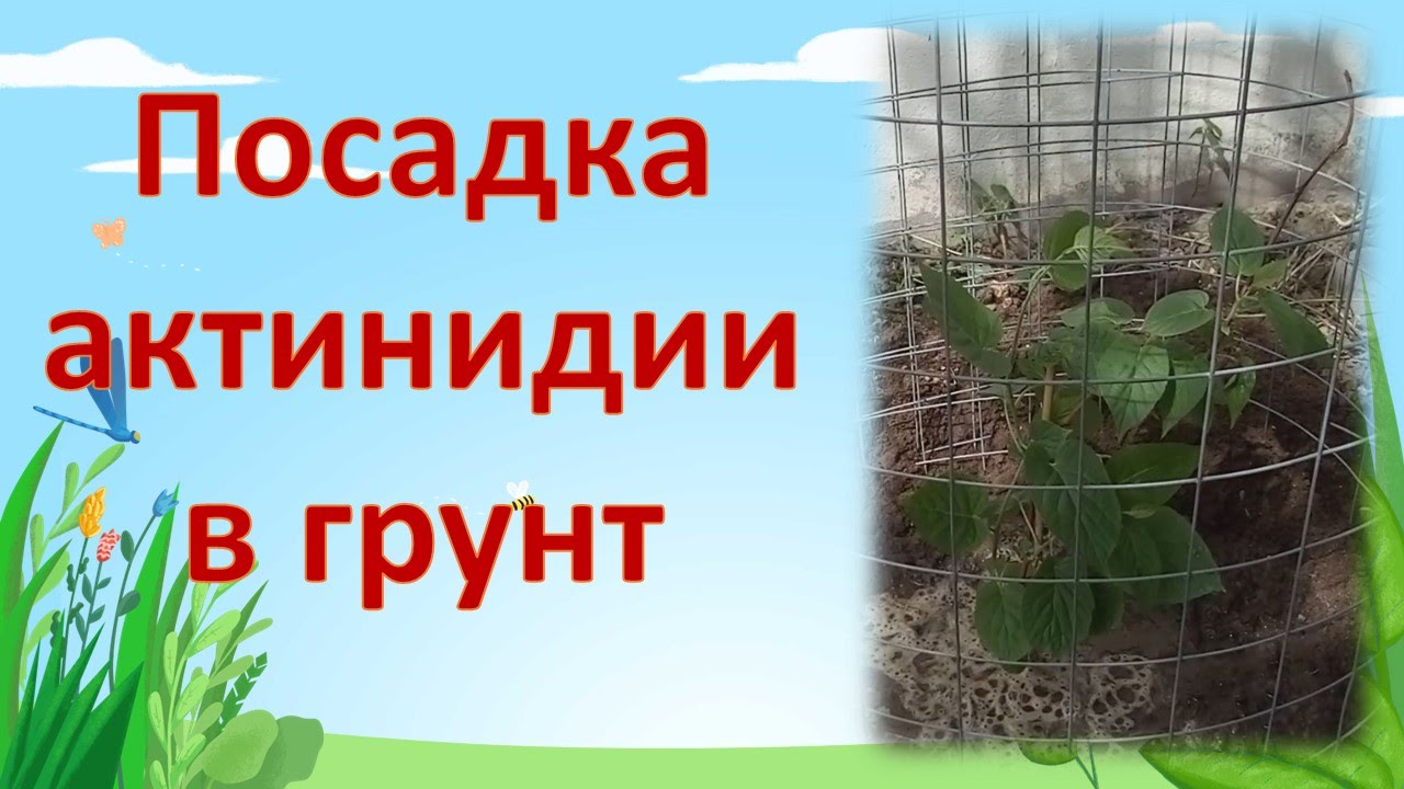 КАК ПОСАДИТЬ АКТИНИДИЮ. Выращивание актинидии. Как выращивать актинидию.