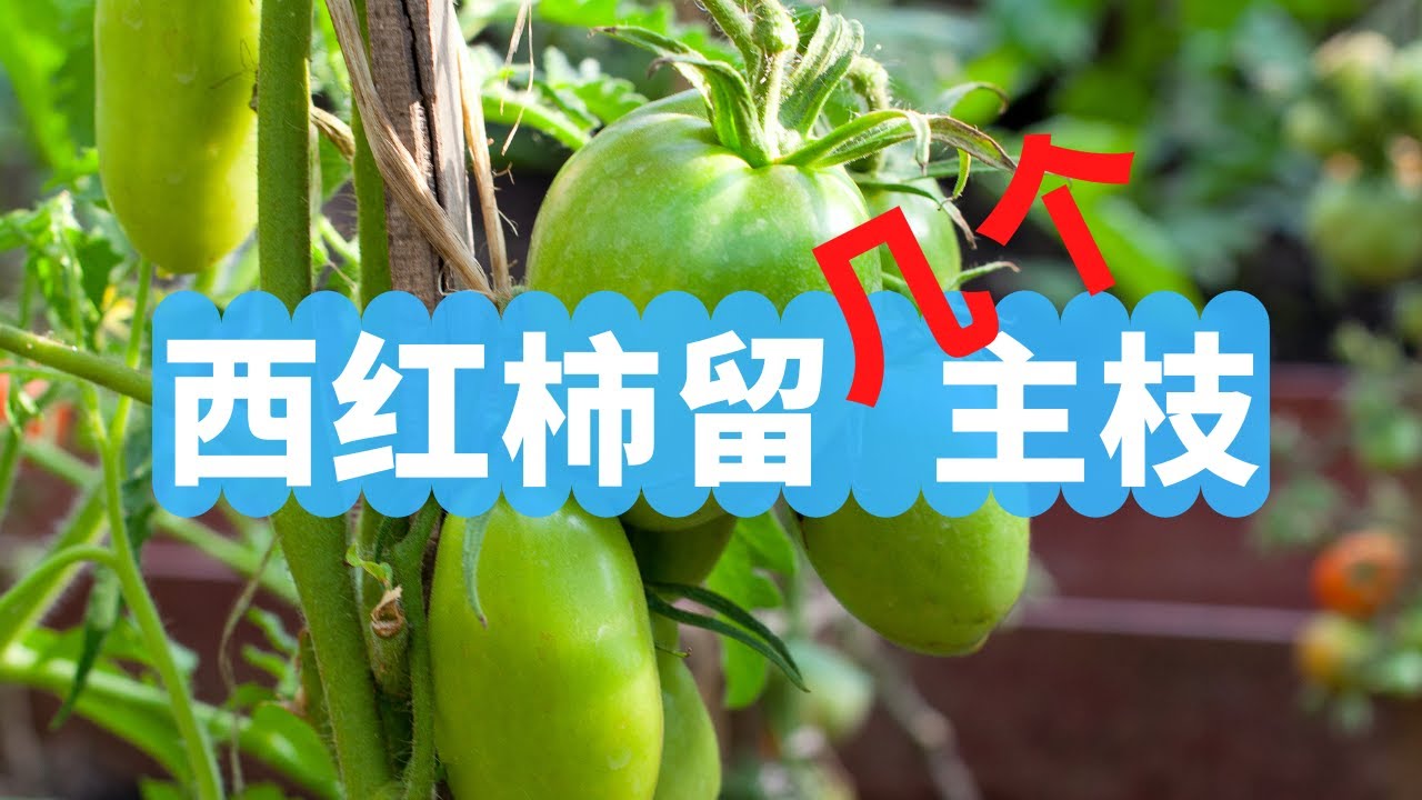 西红柿留几个主枝？为什么？这里就是答案！