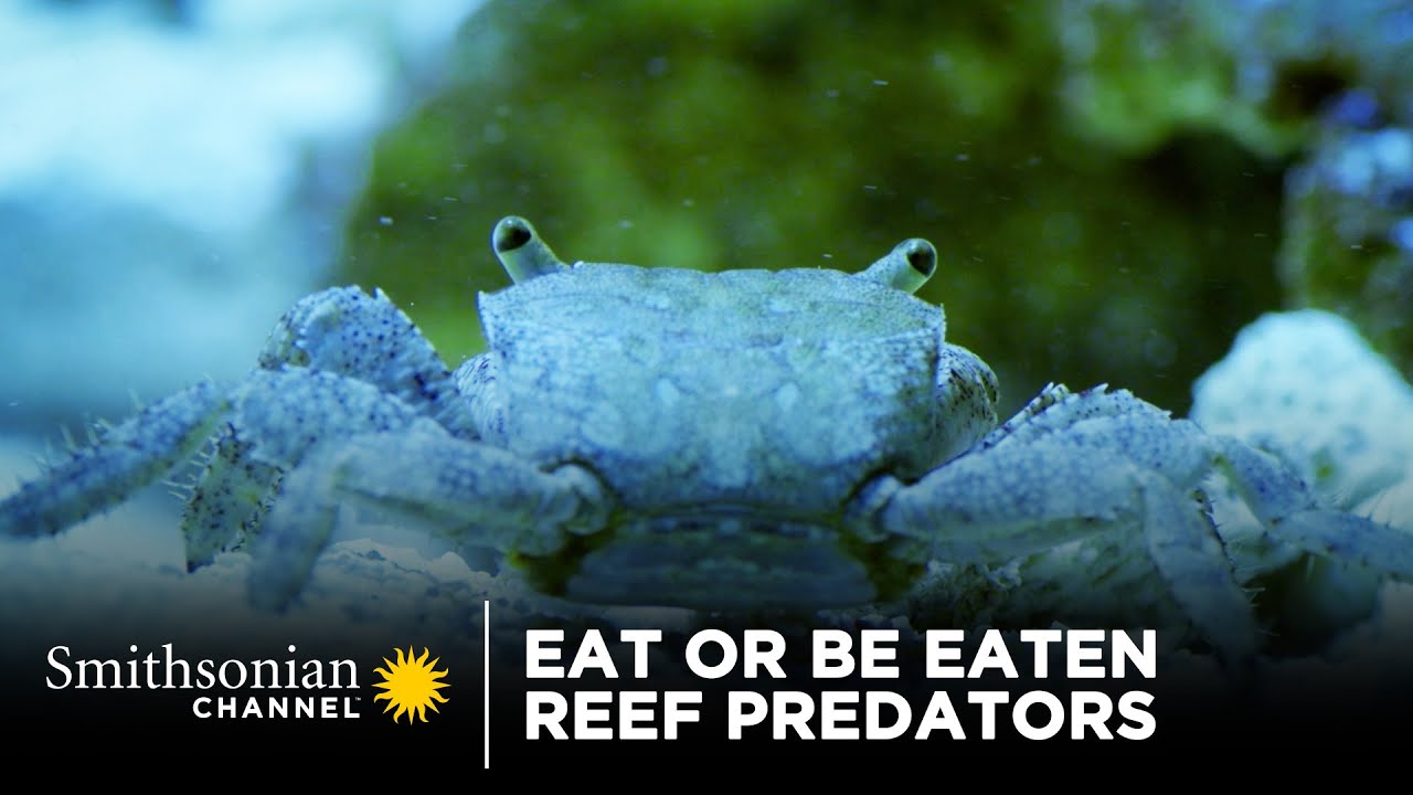 Eat Or Be Eaten: Reef Predators 🦈 Smithsonian Channel