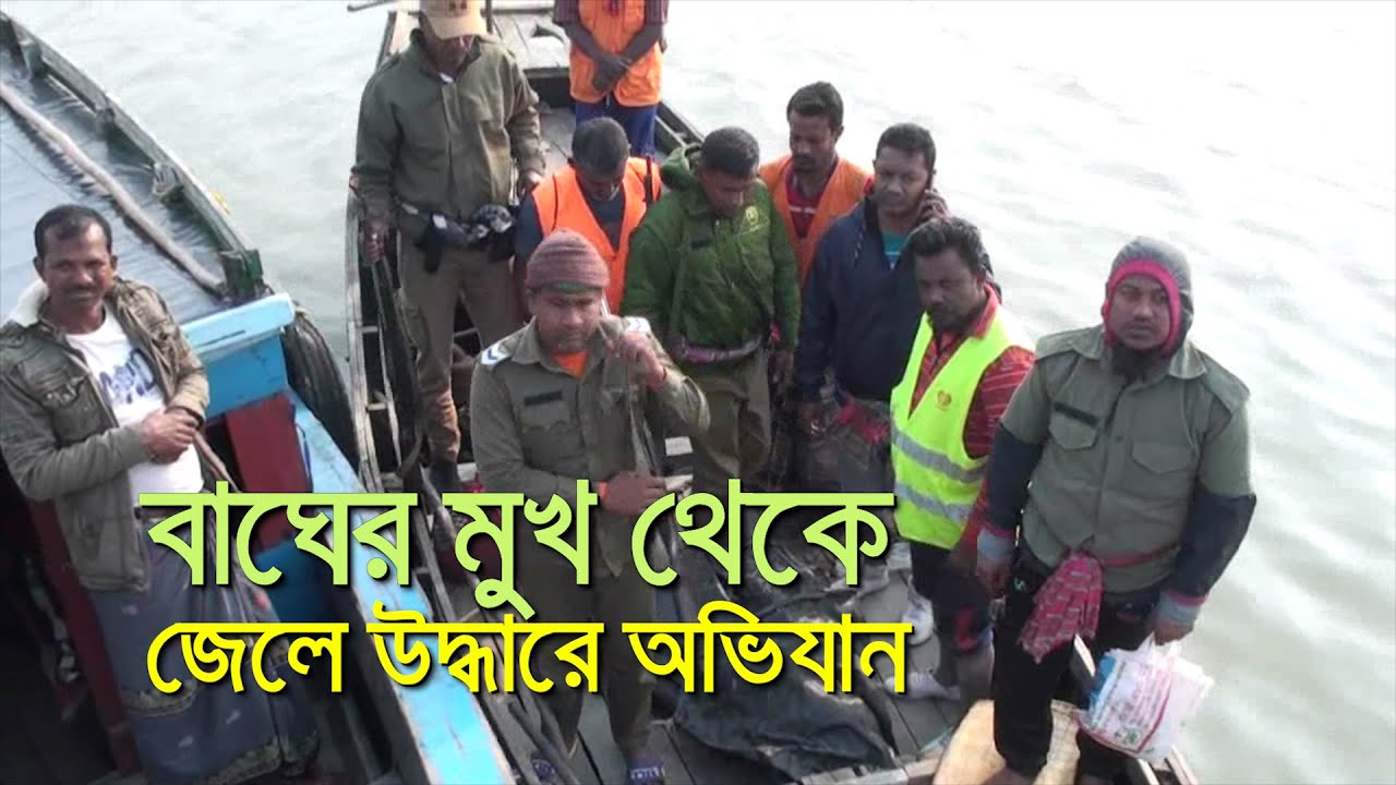 বাঘের মুখ থেকে জেলে উদ্ধারে অভিযান| bdnews24.com