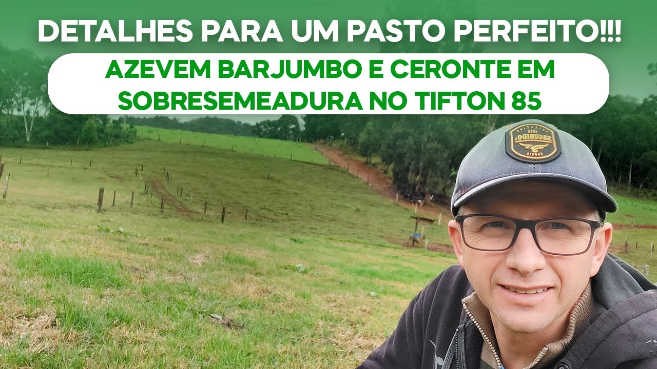 Detalhes para um pasto perfeito!!! Azevem Barjumbo e Ceronte em Sobresemeadura no Tifton 85. (v.102)
