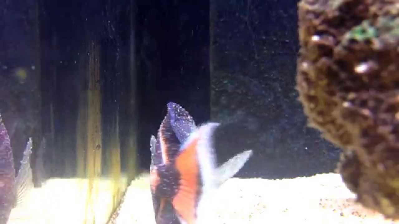 Achilles Tang with Marine ich - Part 1