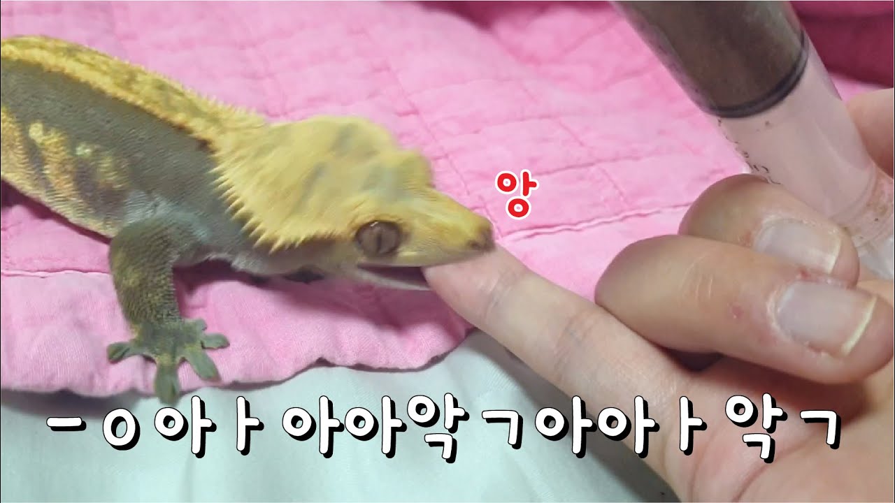 물렸습니다... 도마뱀 손가락 대참사 사건