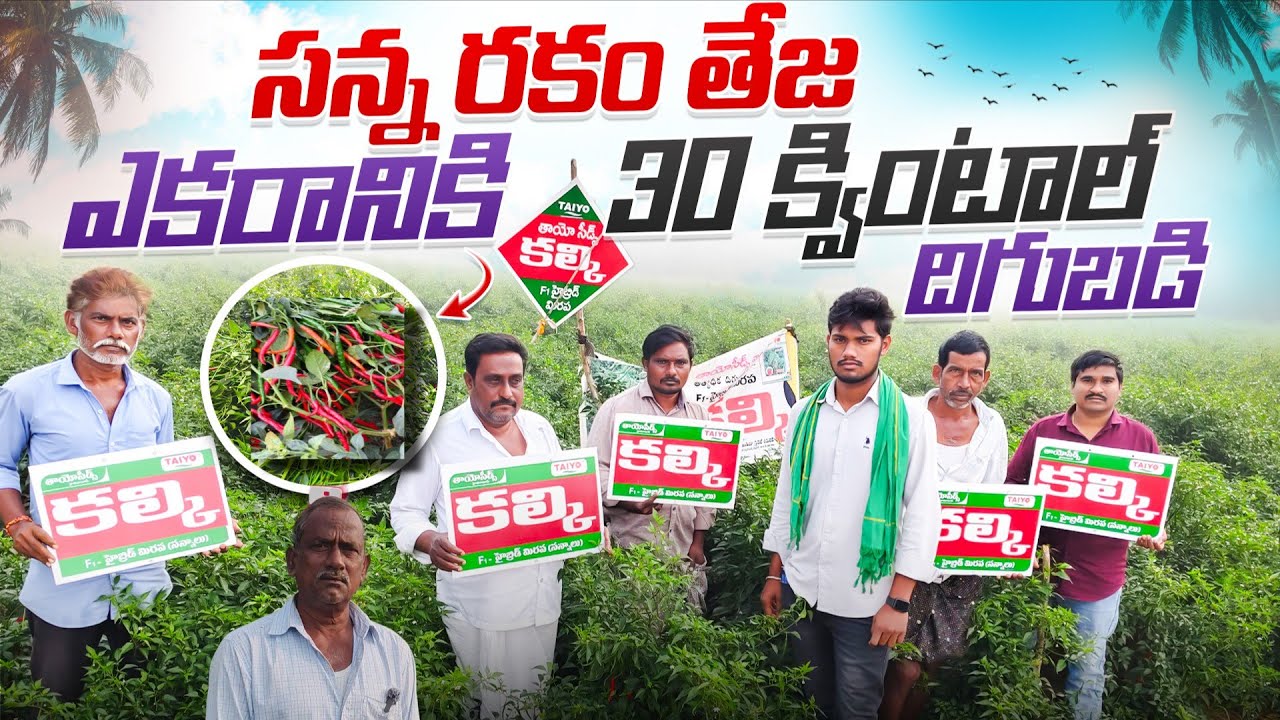 30 సంవత్సరాల #మిర్చి సాగు అనుభవం కలిగిన రైతు నాలుగు ఎకరాల మిర్చి  తుక్కుతుక్కుగా కాసినా #mirchi 