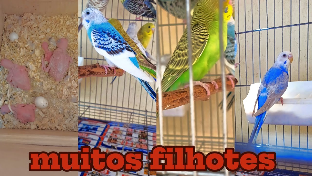 Filhote e muito mais nesse video