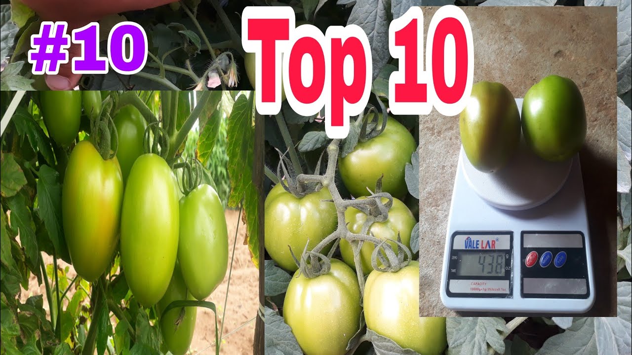 Está chegando a hora da colheita do tomate fascínio.(Cliente: Seu Bonfim).#10