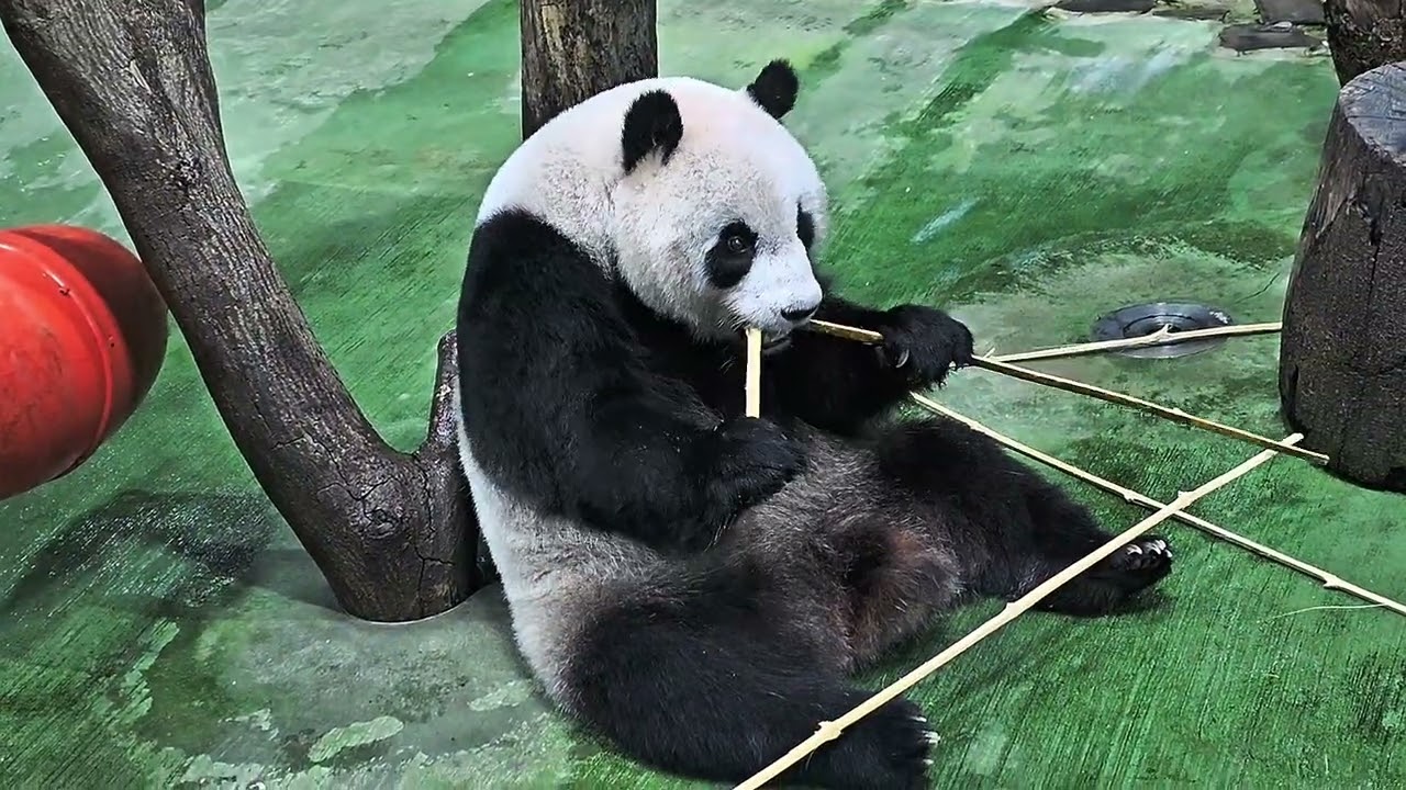 2025/06/05圓仔早餐（嚴禁轉載）