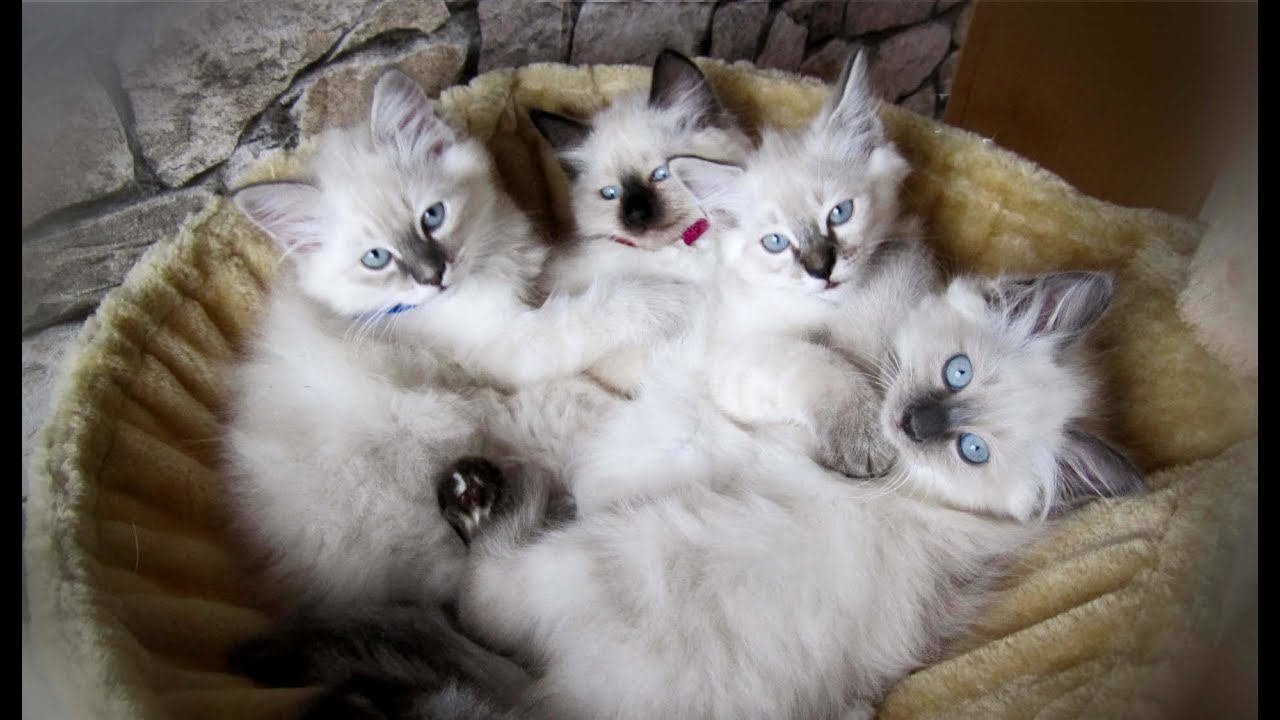 😺 Unsere 4 süßen Heilige Birma Kitten Fenya, Ivy, Shira, Diego 🍪