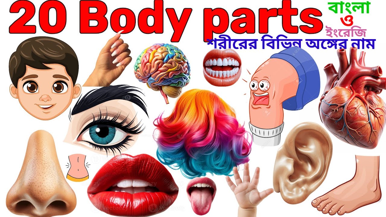 Learn Human Body Parts Name | 20 Body Parts Name in English with Pictures| Body Parts Name for Kids
