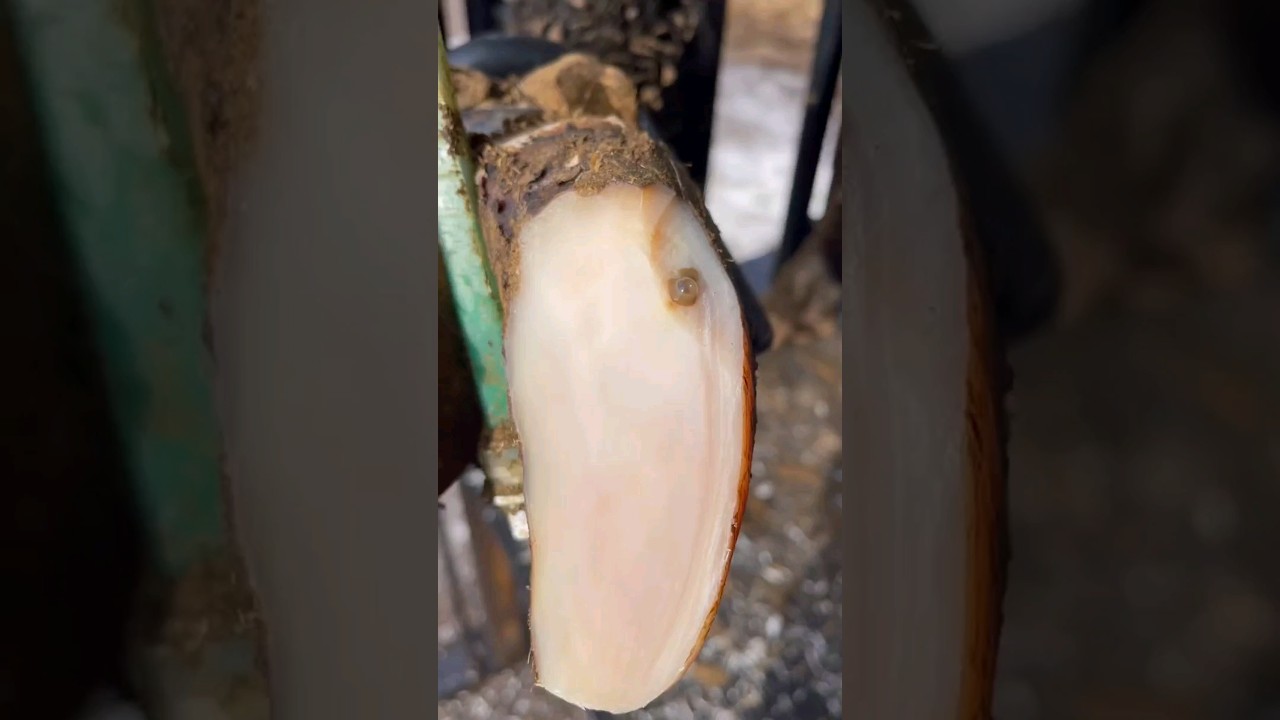 satisfying cow hoof trimming asmr #hoof #satisfying #animal #asmr #hoofcare #foryou #cow