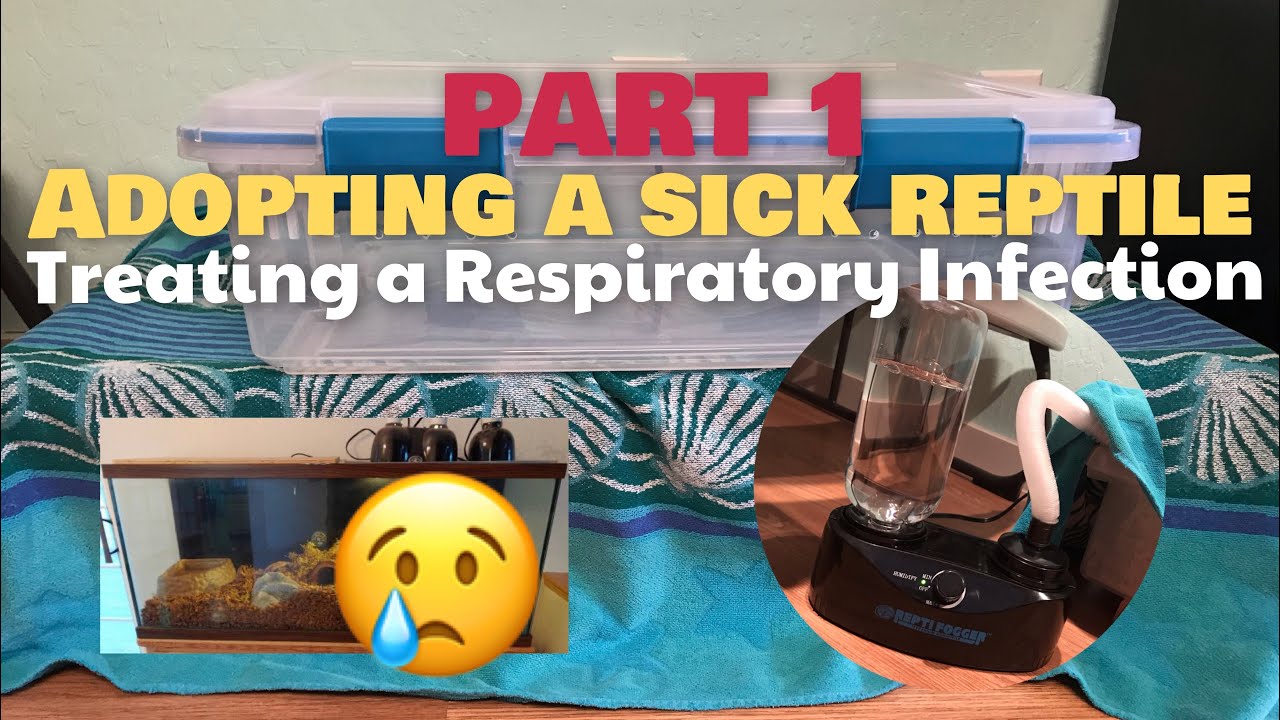 Adopting a Sick Reptile | Treating a Respiratory Infection | PART 1