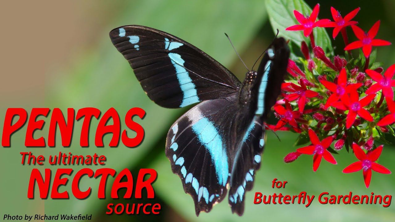 PENTAS, the ultimate NECTAR source for BUTTERFLY gardening