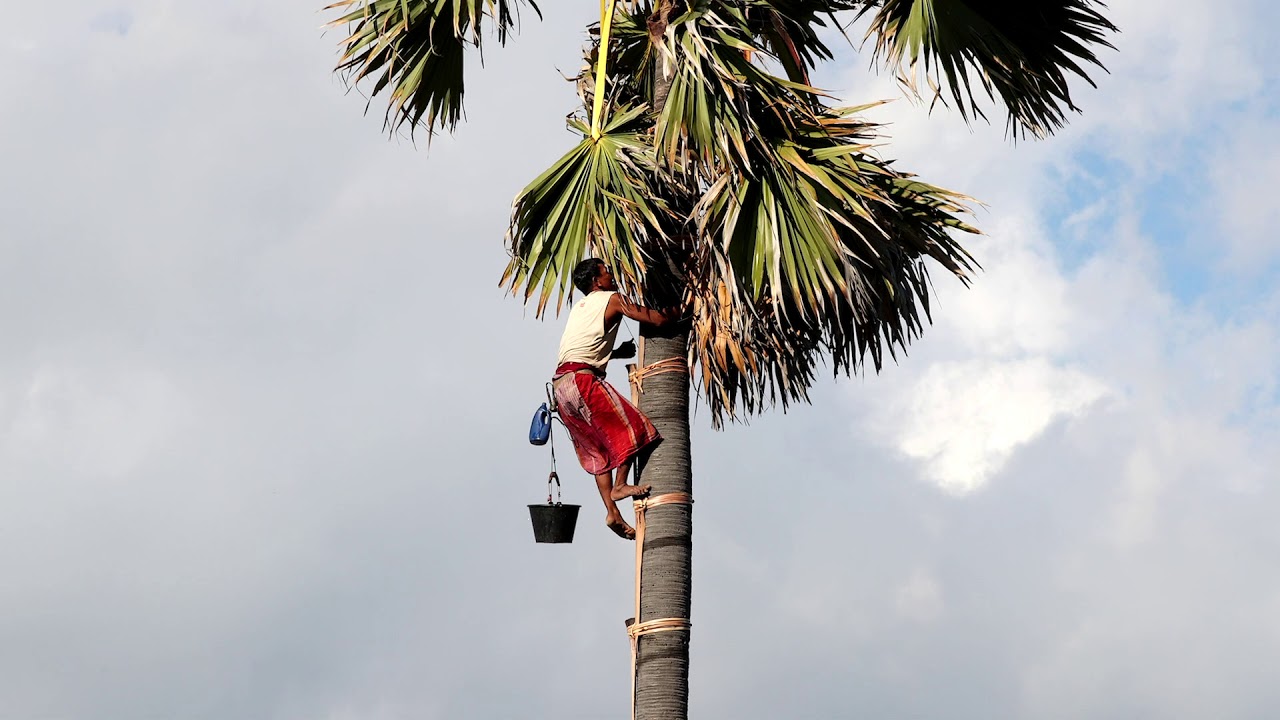 Lontar Palm Syrup (FULL)