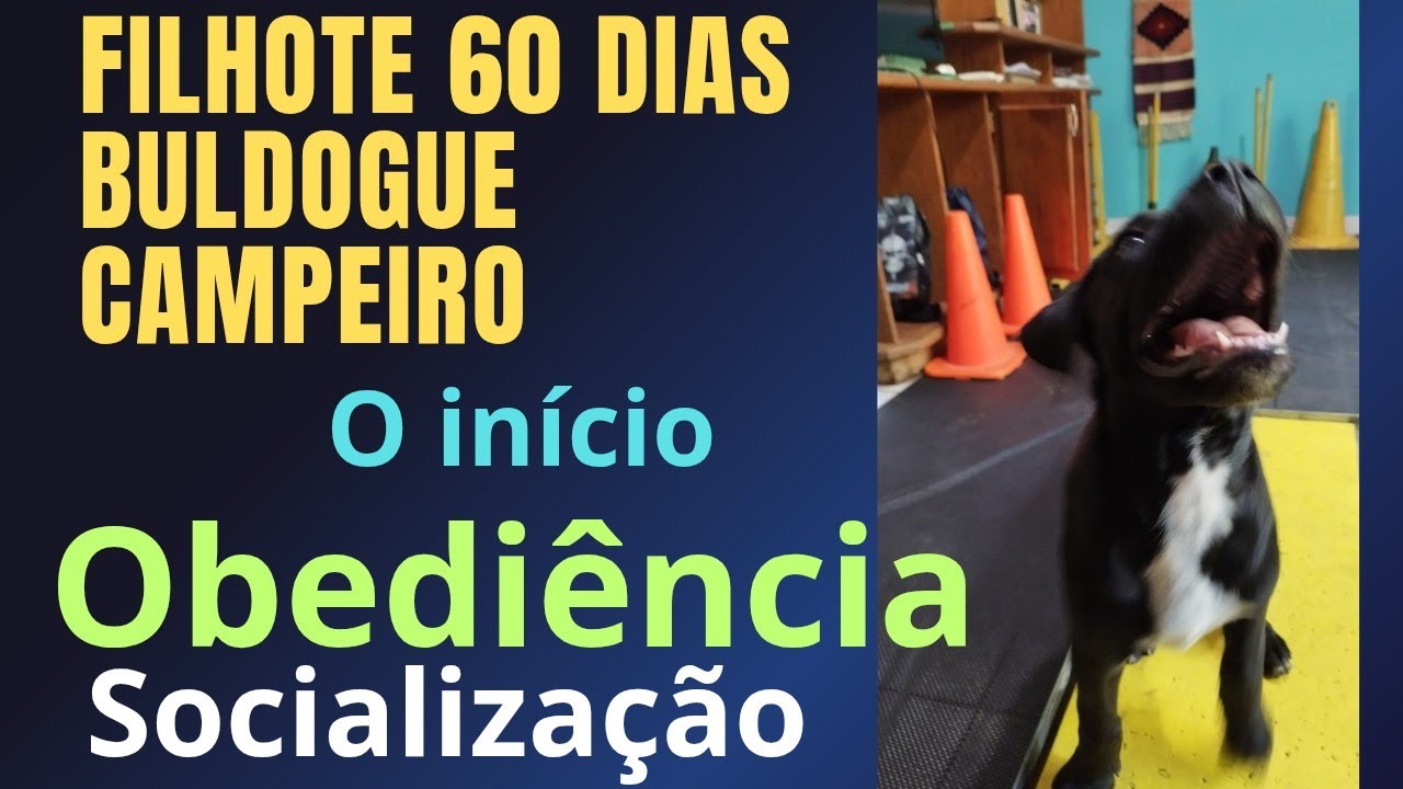 Início de obediência com um filhote buldogue campeiro.