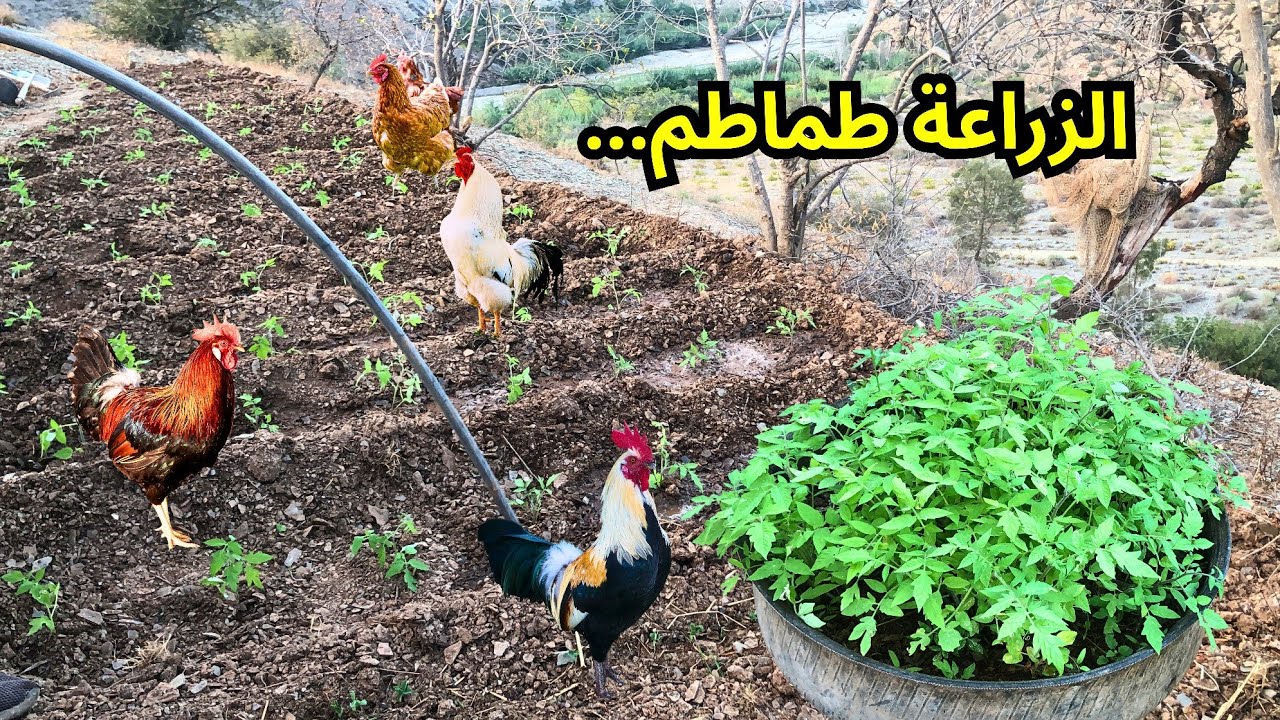 شاهد طريقة زراعة الطماطم وسقايتها في جبال الريف ايت وياغر #الحسيمة_المغرب 