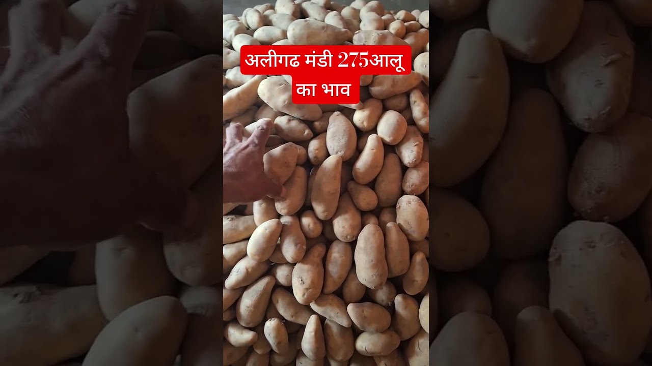 अलीगढ़ मंडी 275 आलू का भाव💥#मंडी भाव अलीगढ #potatobhav #aloobhav#mandibhavaligarh