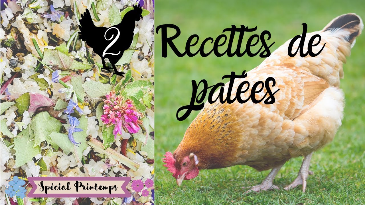 2 Recettes de pâtées pour les poules Printanières - Comment préparer une patée pour les poules ?