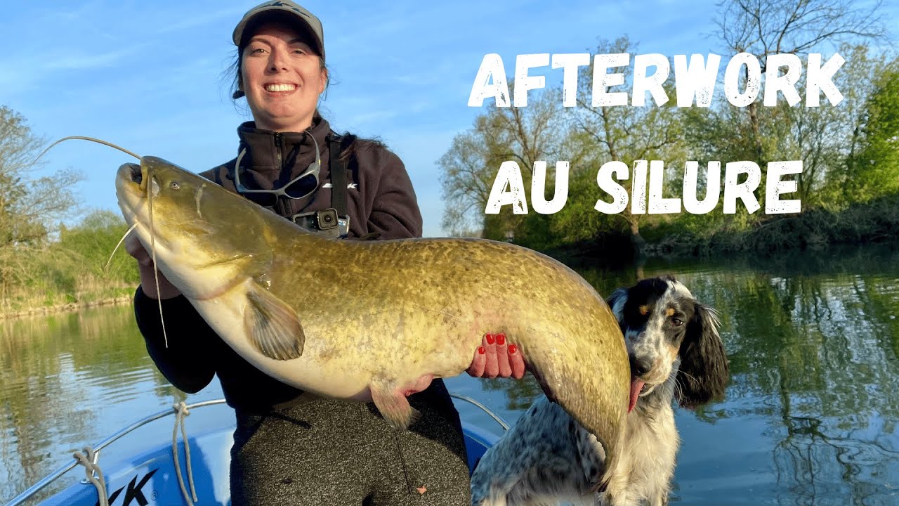 Pêche du silure en afterwork : on mise sur les vers avant l’ouverture