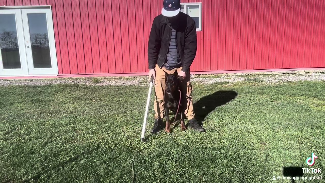 Trick Training Limp March Roll Over Middle Hips Up Geneva IL