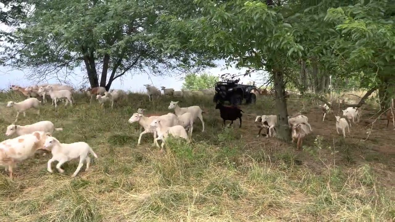Стадо овец выпалывает наши сорняки и кустарники, одновременно выращивая жирных ягнят!