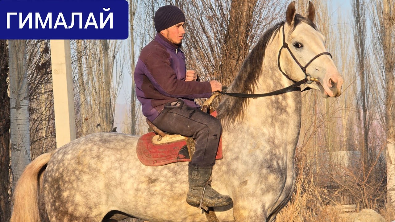 ПАЙ ПАЙ ПАЙ  ГИМАЛАЙ   АТТЫН УДАРЫ ЧЫКТЫ 