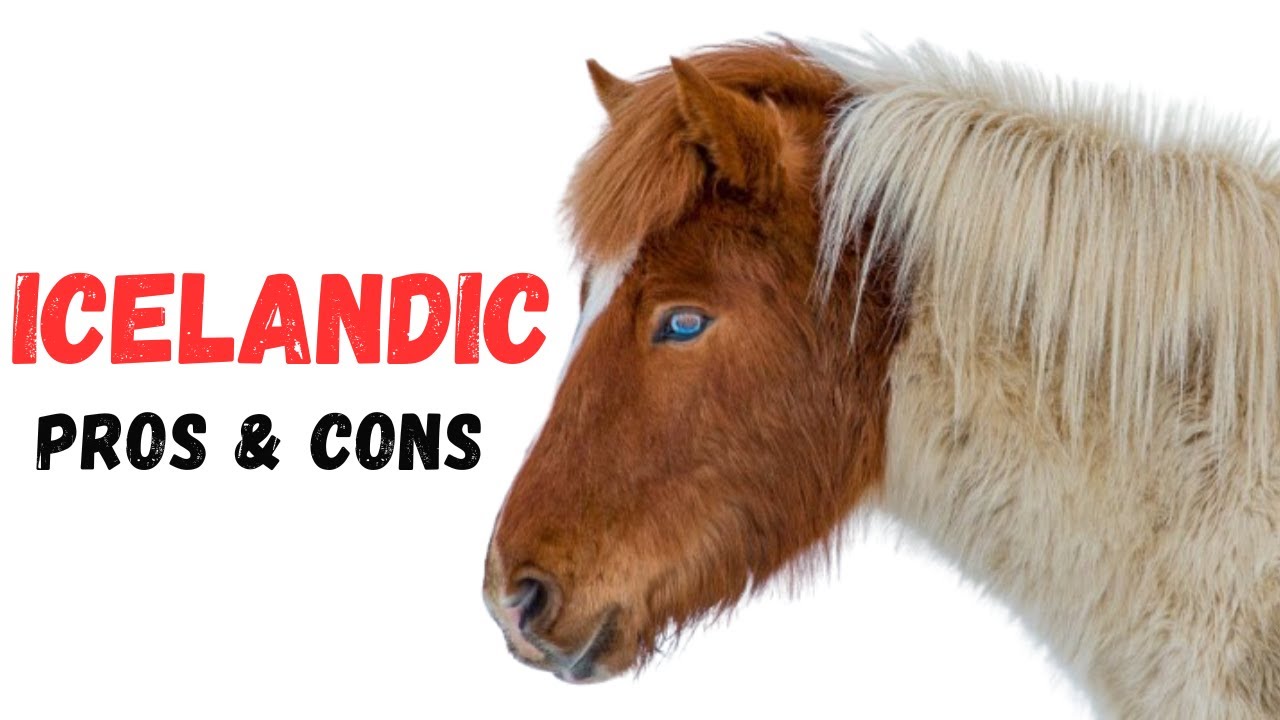 Icelandic Horse Pros and Cons - Icelandic Horse Advantages and Disadvantages