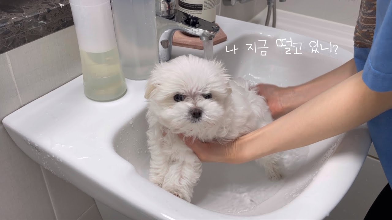 3개월 아기 말티즈 첫 목욕🛁 | 새끼 강아지 드라이하는 꿀팁