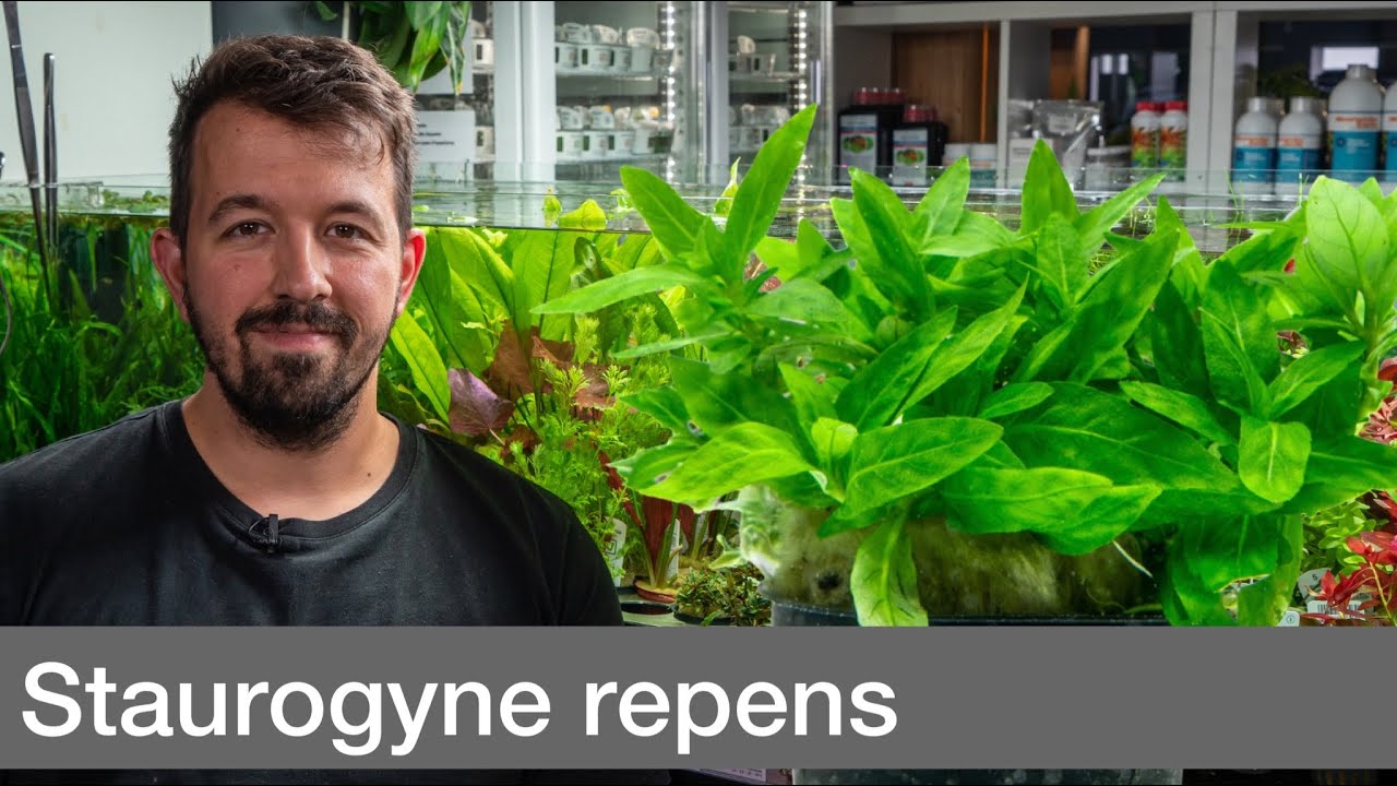 Staurogyne repens | Liquid Nature Pflanzenvorstellung