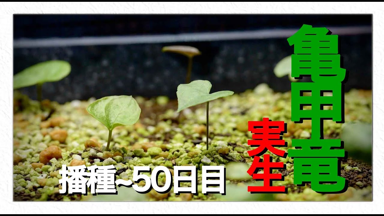 #11 冬型塊根植物 亀甲竜実生 播種〜50日目まで｜アフリカ亀甲竜