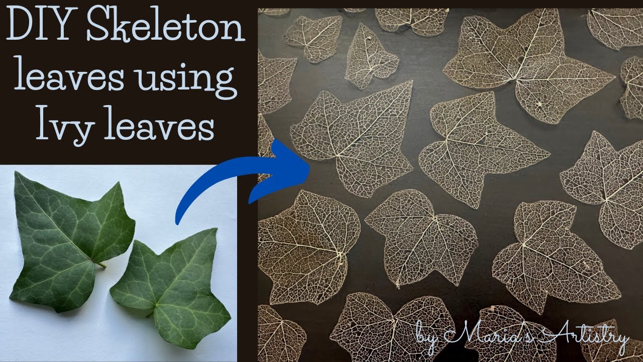 DIY skeleton leaves | How to make skeleton leaves using Ivy leaves | Leaf craft | art and craft idea