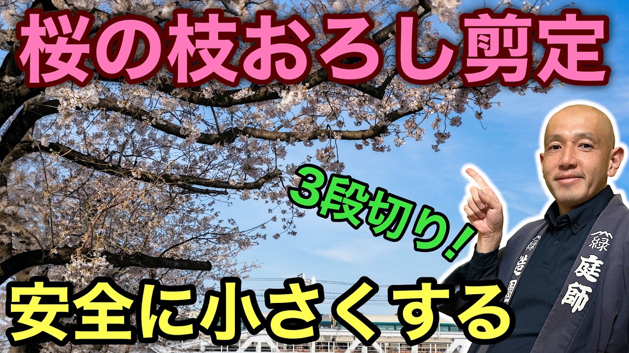 【桜切る○○？は昔の話】ブランチカラーを残すだけで桜の剪定は怖くない｜枝おろしの3段切りから忌み枝の選び方まで、初心者でも安全にできる方法を徹底解説